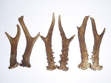 3 PAIRS OF ROE DEER ANTLERS  12cm.-15cm.