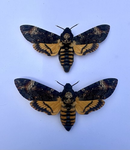 Death head hawk moths - death’s, x