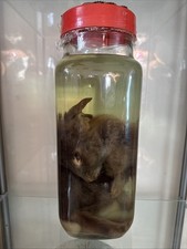 Rabbit Taxidermy Wet Specimen Oddity And Curiosity