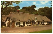 1970's Postcard - The Cat and