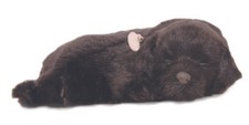 Precious petzzz breathing - petzzz,