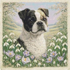 Boston Terrier × Pug mix