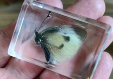 Real MOTH  Butterfly Bug