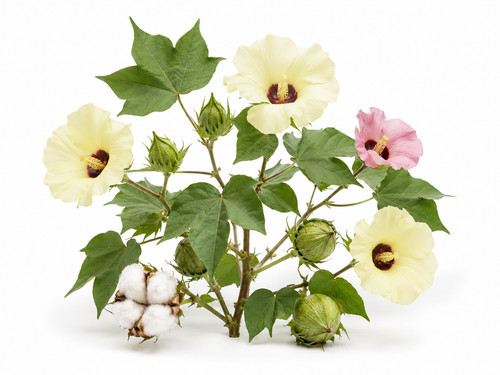 Upland cotton seeds gossypium - seeds,,
