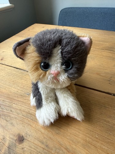 Tyco kitty kittens - tyco,