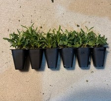 6x ‘Hidcote’ English Lavender Augustifolia Plug Plants