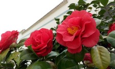 1X CAMELLIA MARY WILLIAMS EVERGREEN GARDEN PLANT SHRUB TREE By Direct Plants