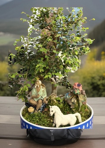 Bonsai tree large - tree,