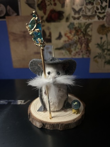 Taxidermy wizard mouse - taxidermy,