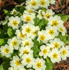Primula vulgaris plug plants