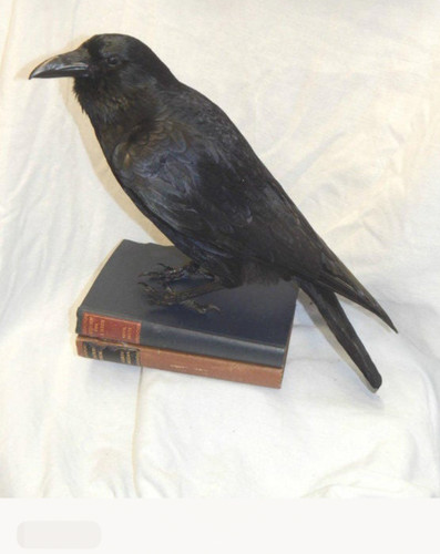 Taxidermy crow fixed 2 - to,
