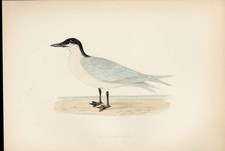 Gull-Billed Tern Morris