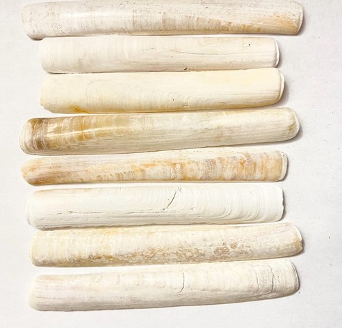 Razor clam shells 100 - clam, items