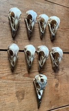 Taxidermy Skulls