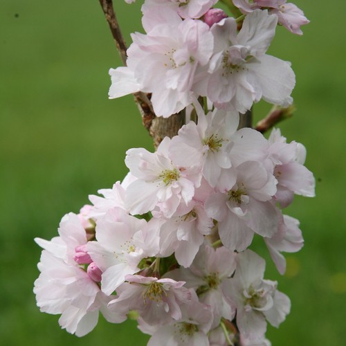 Amanogawa flowering cherry - flowering,