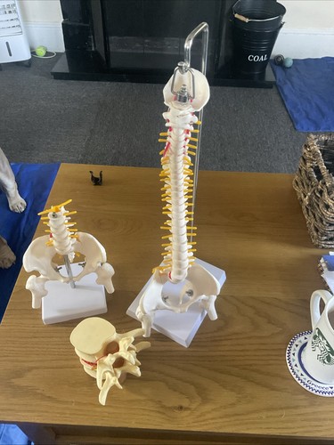 Lumbar model human - model,