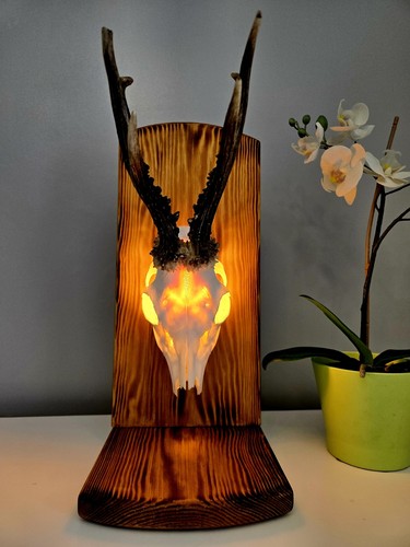 Roe deer horns - ,antlers, led