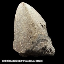 Megalodon shark tooth fossil - tooth,
