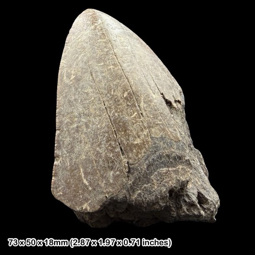 Megalodon shark tooth fossil - shark,