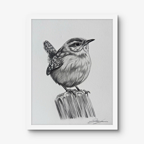 Original wren bird drawing - original,