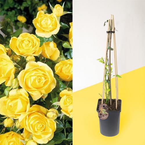 Established fragrant outdoor - established,
