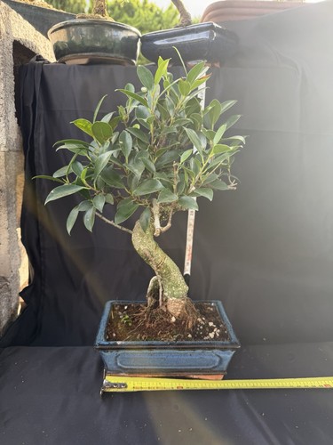Ficus bonsai tree potted - ficus,