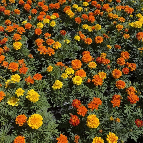 Flowering french marigold - french,