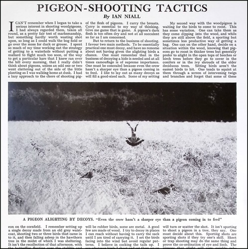 Wood pigeon shooting - pigeon-shooting, tactics