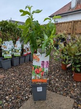 5 L Peach Fruit Tree | 3 Ft Patio Tree | Fruiting Trees | Easy Care Patio Plant