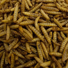 Leagrams Calci Worms for Wild