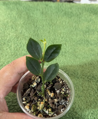 Hoya corymbosa rooted🌿