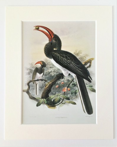 Hornbill bird print - bird,