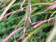 Billbergia nutans Friendship plant 9cm Pot Cold hardy bromeliad UK zone 9 garden