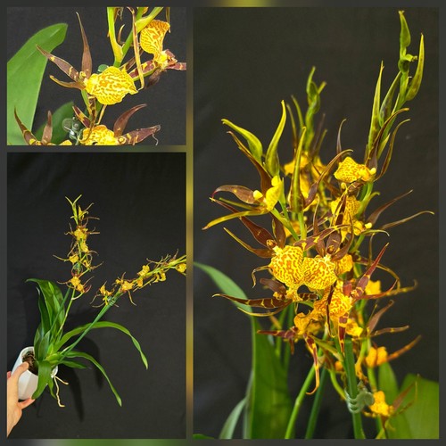 Oncidium brasia orange - brasia, "orange