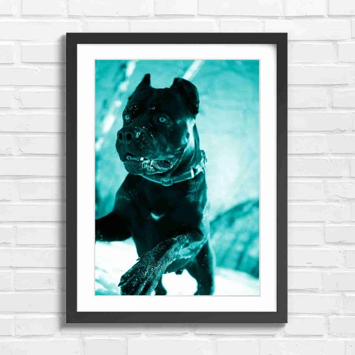 Cane corso dog - corso, snow