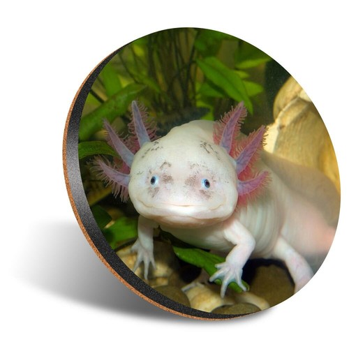 Round 12cm coaster - 1,