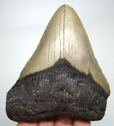 Megalodon shark tooth - shark,