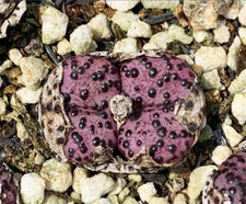 5x Conophytum obcordellum
