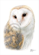 BARN OWL colour pencil drawing