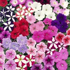 40 Petunia Select  Mixed F1