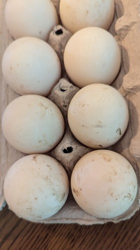 Fertile duck hatching eggs - eggs,,
