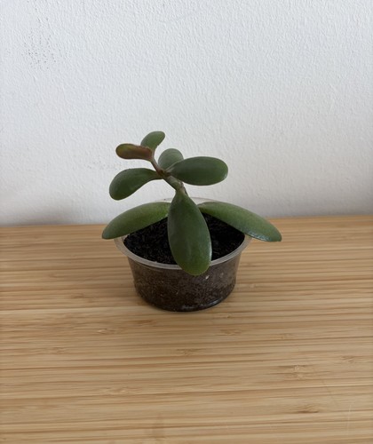 Money tree plant - money,