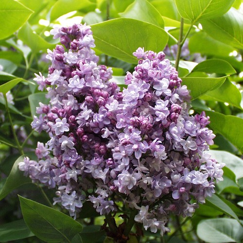Lilac katherine havemeyer - t&m,