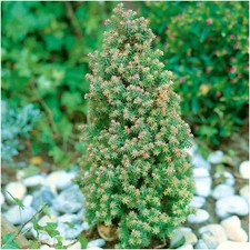 [x2] Dwarf Conifer Chamaecyparis Thyoides 'Rubicon' | Multi-Pack |  Pot Plants
