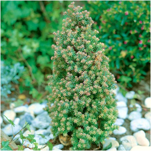 Dwarf conifer - dwarf,