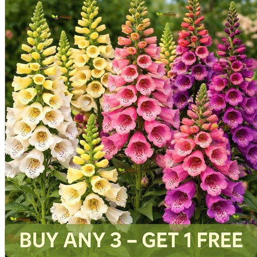 Foxglove excelsior mix 10 - -,
