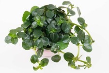 Rare Pilea depressa (Gun Powder Plant) - One Trailing Indoor Plant Cutting