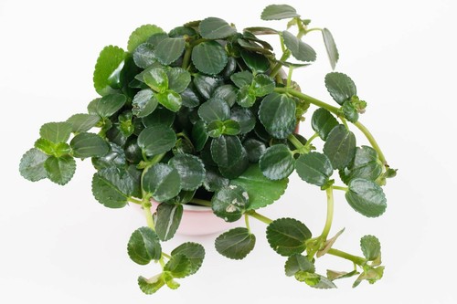 Rare pilea depressa gun - depressa, (gun