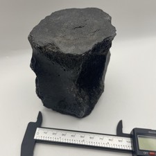 Whale Vertebrae FOSSIL