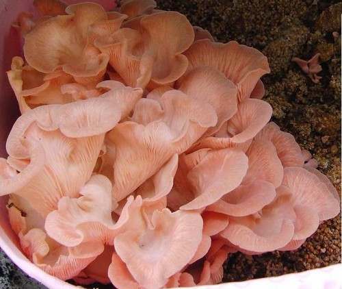 Mushroom spawn seed - ,